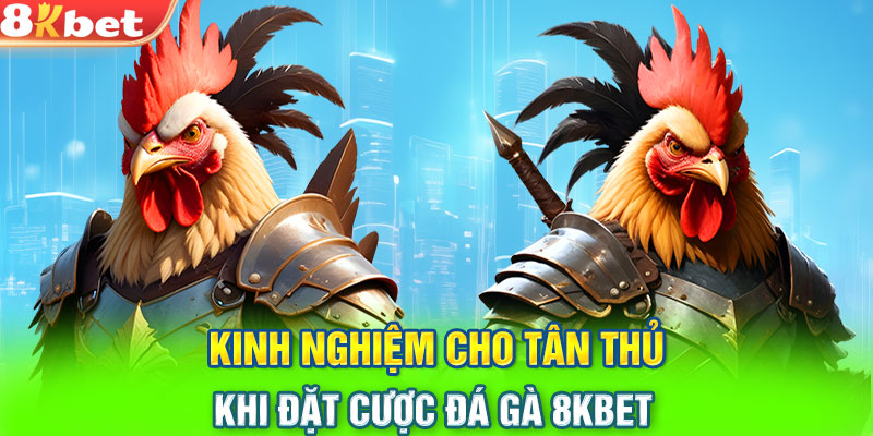 Kinh nghiệm cho tân thủ khi đặt cược đá gà 8KBET