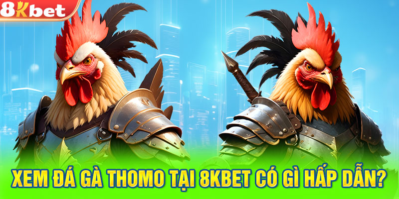 Xem đá gà thomo tại 8KBET có gì hấp dẫn?